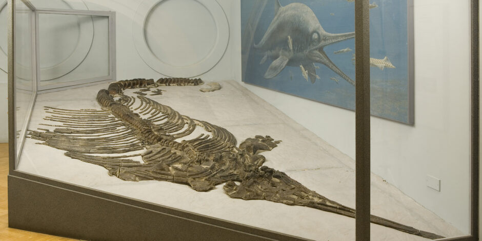 ichthyosaur fossil on display in a gallery