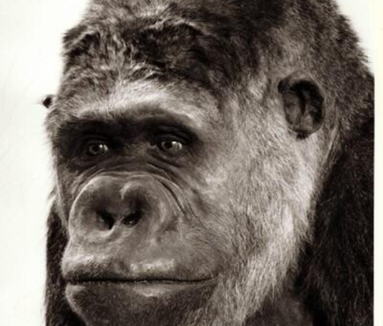 Black and white headshot of Alfred the gorilla